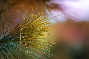Close-up of pine needles with blurred background