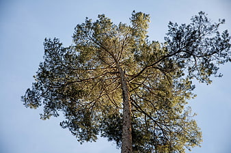 Low angle view of tall pine tree against blue sky