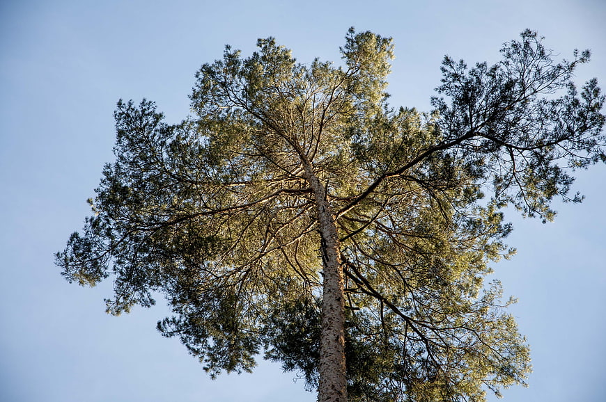 Low angle view of tall pine tree against blue sky