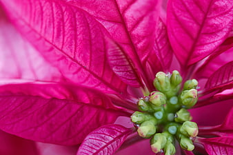 Close-up of vibrant pink poinsettia flower with green center