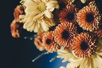 Close-up of yellow and orange gerbera daisies on dark background