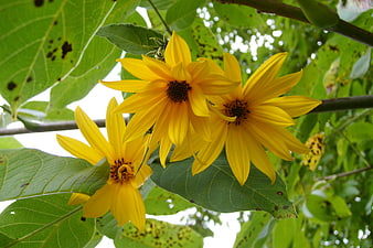 Vibrant Yellow Wild Sunflowers on Green Branches