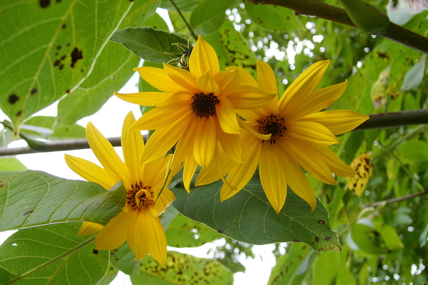 Vibrant Yellow Wild Sunflowers on Green Branches