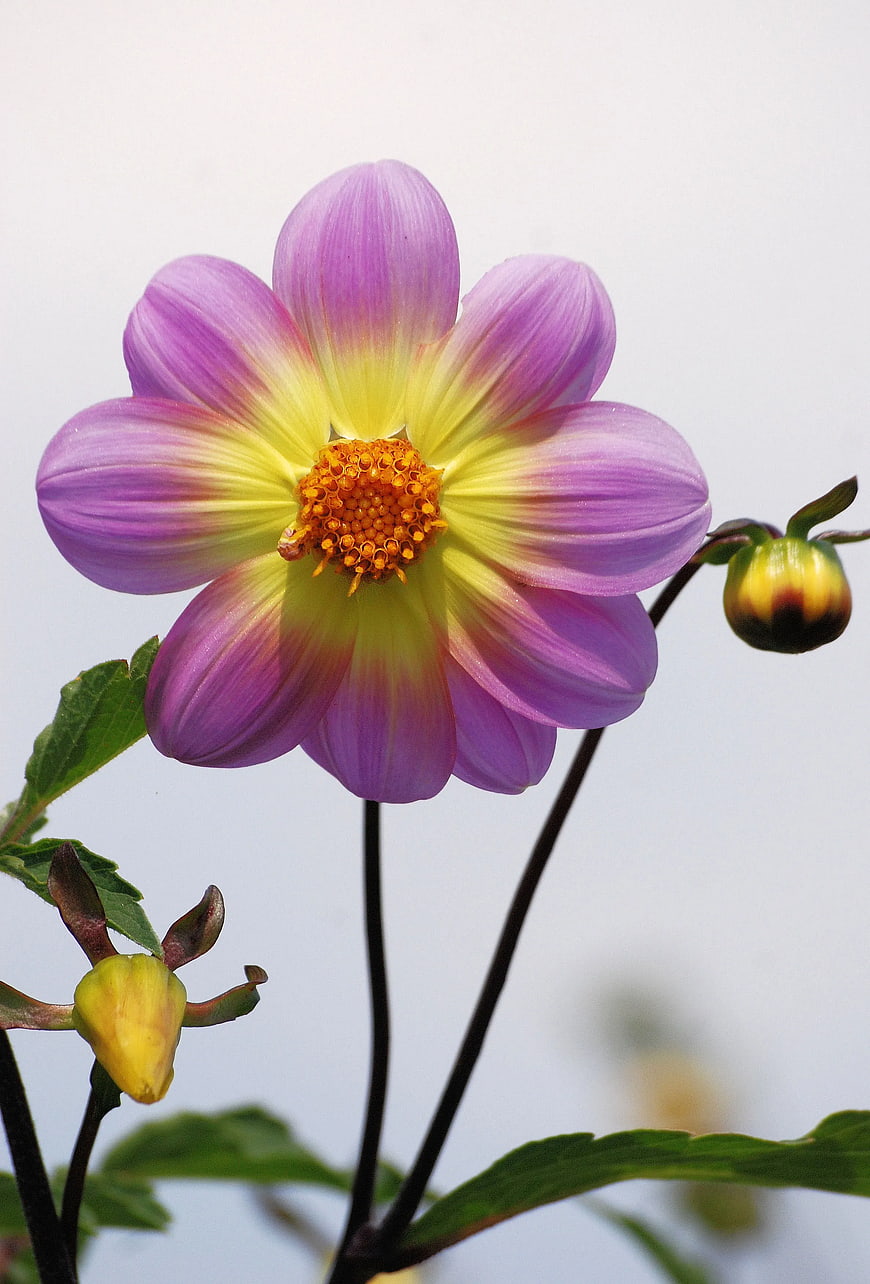 Purple and Yellow Dahlia Flower Close-Up