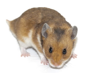Cute Golden Hamster Facing Camera On White Background