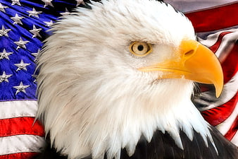 Close-up of Bald Eagle Head with American Flag Background