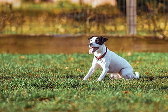 Happy white and black dog sitting on green grass