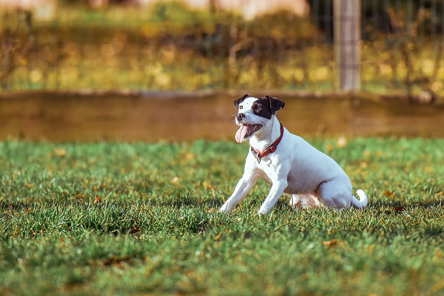 Happy white and black dog sitting on green grass