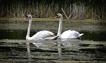 Two white swans swimming in a pond with reeds