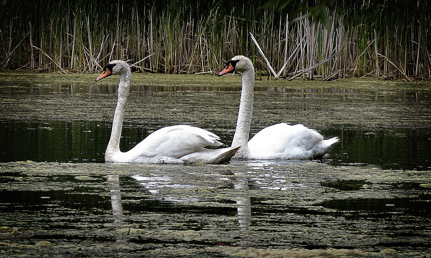 Two white swans swimming in a pond with reeds