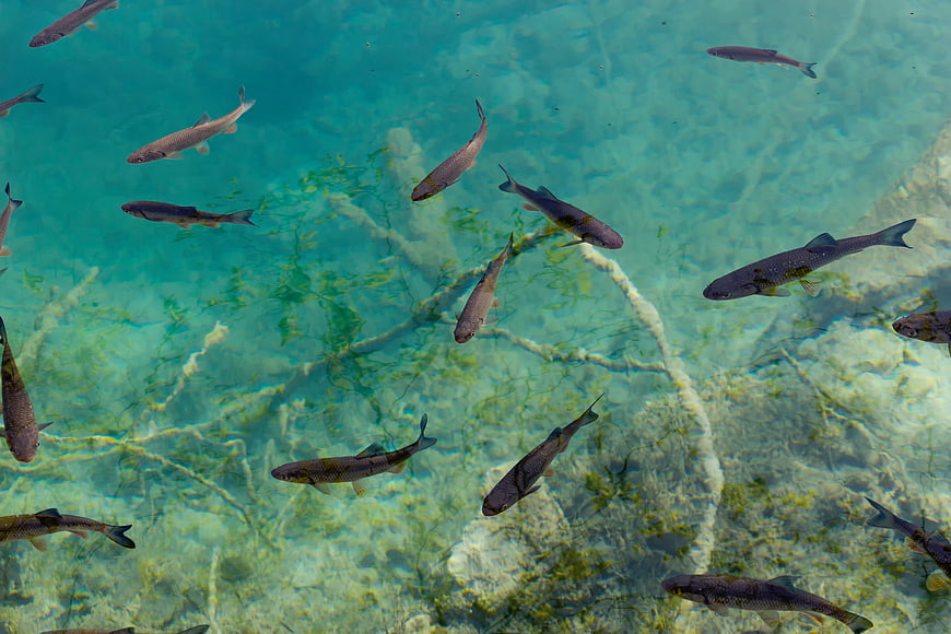 School of fish swimming in clear turquoise river water