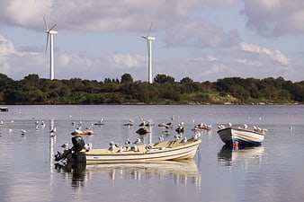 Small boats with seagulls in calm bay with wind turbines