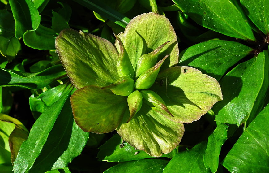Close-up of Green Hellebore Flower Bud in Sunlight