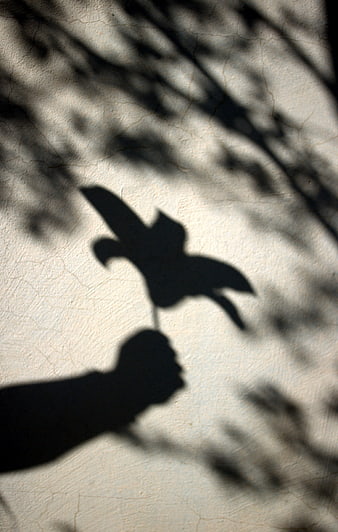 Shadow of hand holding flower on textured wall