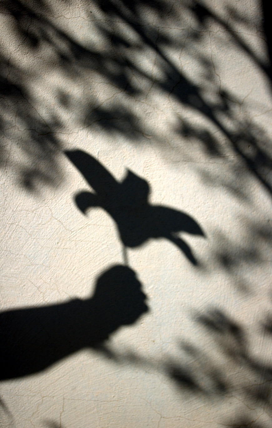 Shadow of hand holding flower on textured wall