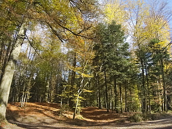 Sunlit Autumn Forest Path with Colorful Trees