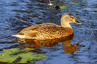 Brown Duck Swimming in Blue Water with Reflection