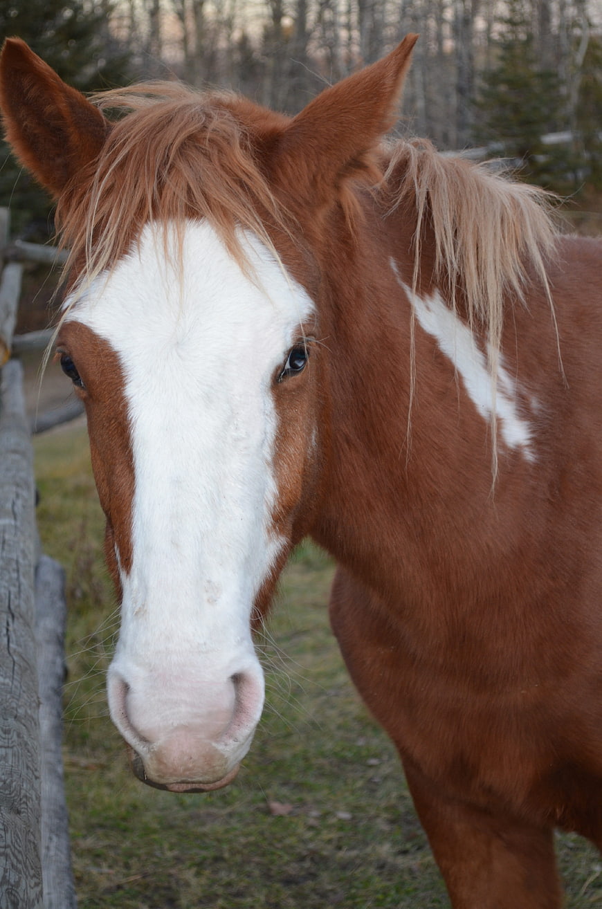 Close-up portrait of a brown and white paint horse
