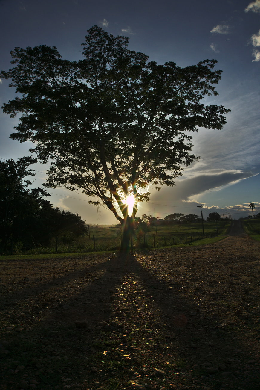 Sunset Silhouette of Large Tree on Rural Dirt Road