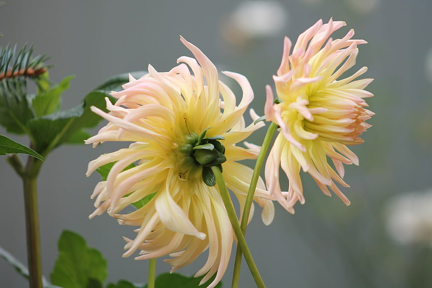 Pale Yellow Dahlia Flowers with Soft Pink Petals