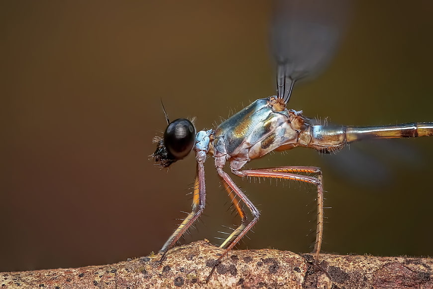 Macro close-up of a blue and brown damselfly on a branch