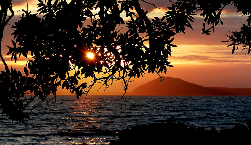 Sunset Silhouette Through Tree Branches Over Ocean