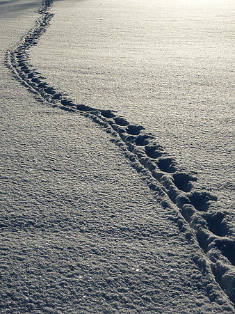 Snowy Footprints Leading Into Distance