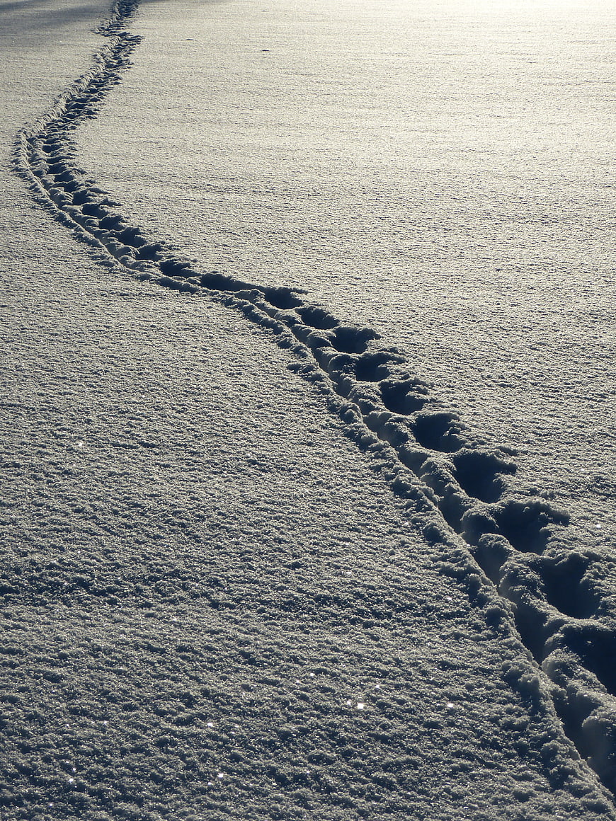 Snowy Footprints Leading Into Distance