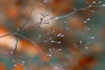 Delicate Autumn Plant Stems With Soft Bokeh Background