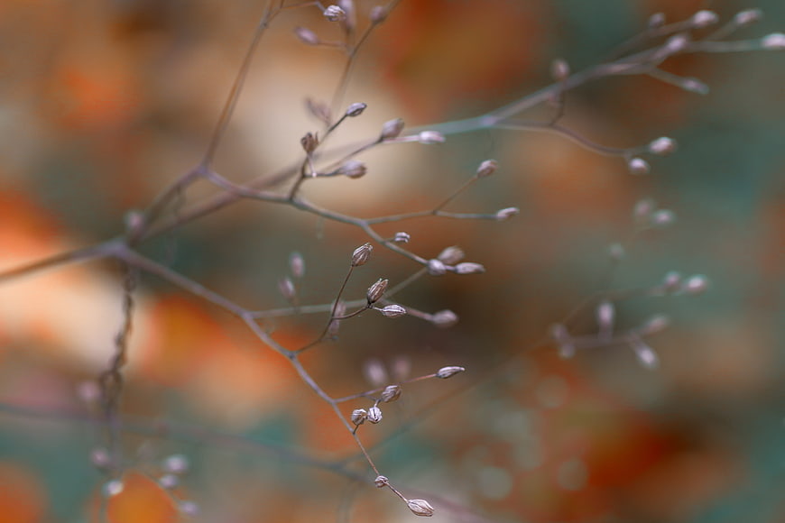 Delicate Autumn Plant Stems With Soft Bokeh Background