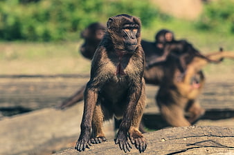 Close-up of a Monkey Sitting on a Log in the Wild