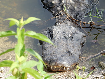 Close-up of a crocodile resting in shallow water