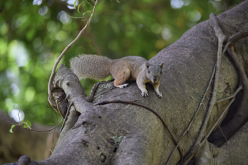 Gray Squirrel Perched on Large Tree Branch