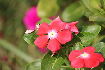 Vibrant Red Periwinkle Flowers with Green Leaves