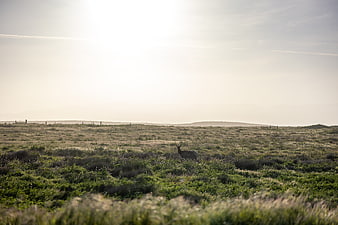 Lone Deer in Grassy Meadow at Golden Hour