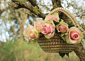 Pink Roses in Wicker Basket Hanging on Tree Branch
