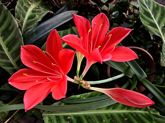 Vibrant Red Amaryllis Flowers with Green Leaves