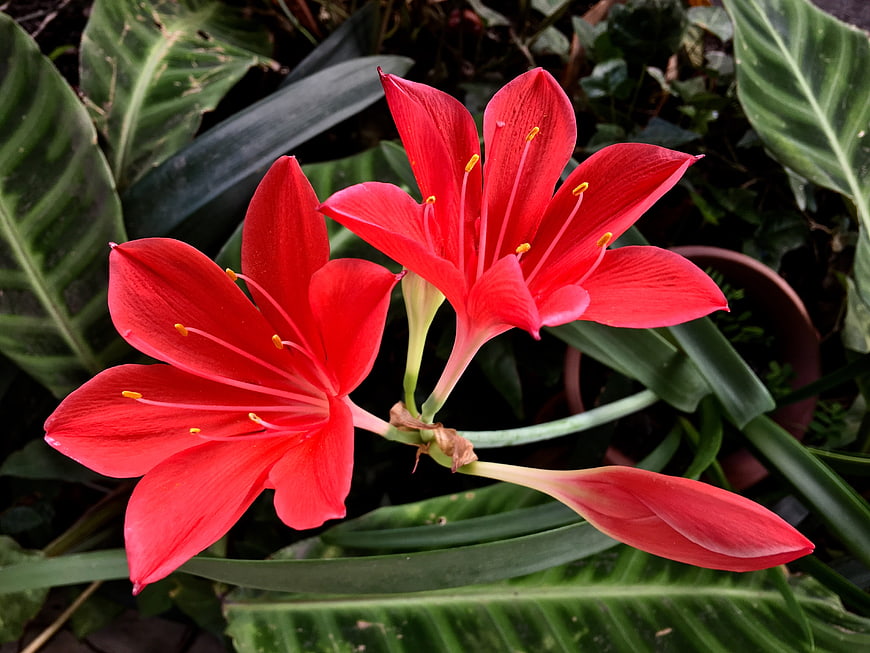 Vibrant Red Amaryllis Flowers with Green Leaves