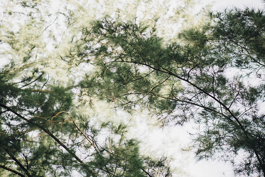 Low angle view of pine tree branches against bright sky