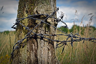 Rusty barbed wire wrapped around a weathered wooden fence post in a field