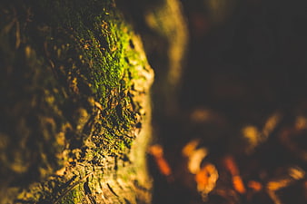 Close-up of vibrant green moss on tree bark