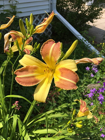 Yellow and Orange Daylily Flower in Garden