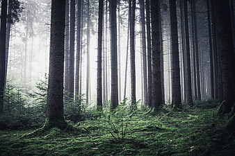 Misty Forest Landscape With Tall Pine Trees And Morning Light
