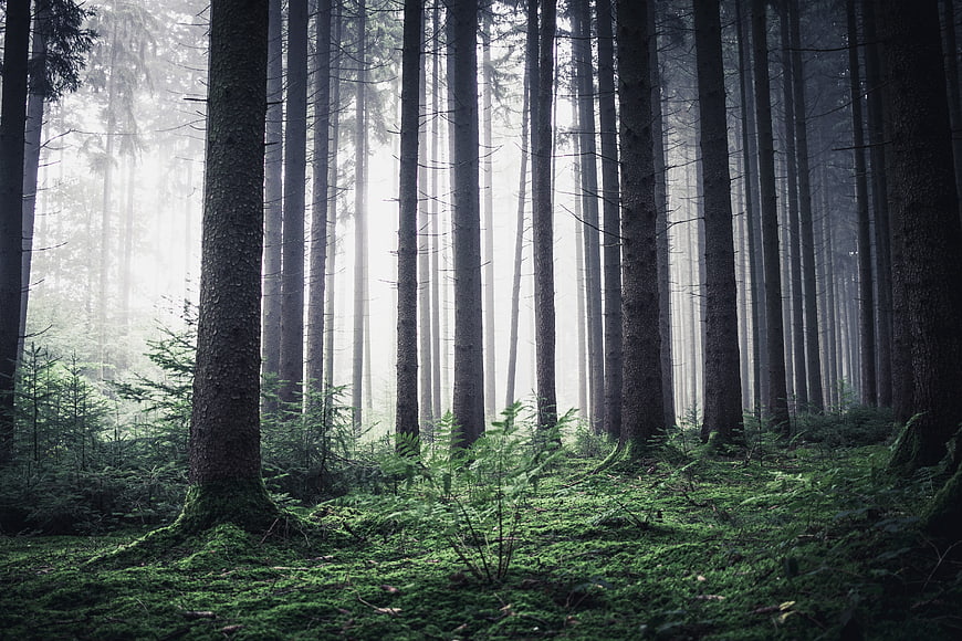 Misty Forest Landscape With Tall Pine Trees And Morning Light