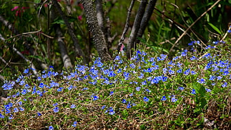 Blue Spring Wildflowers in a Forest Meadow