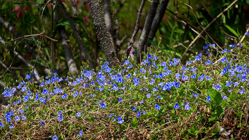 Blue Spring Wildflowers in a Forest Meadow