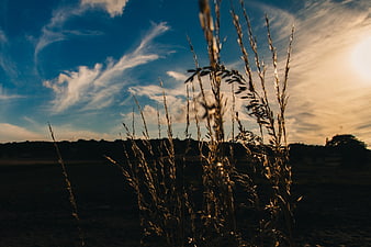 Golden Backlit Grass Against Blue Sky at Sunset