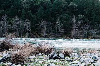 Rushing river rapids flowing through a rocky forest landscape