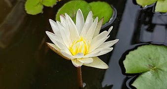 White Water Lily Floating on Dark Pond Water
