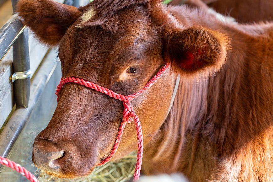 Close-up of Brown Cow with Red Rope Halter